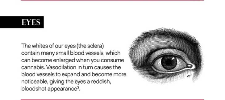 The sclera